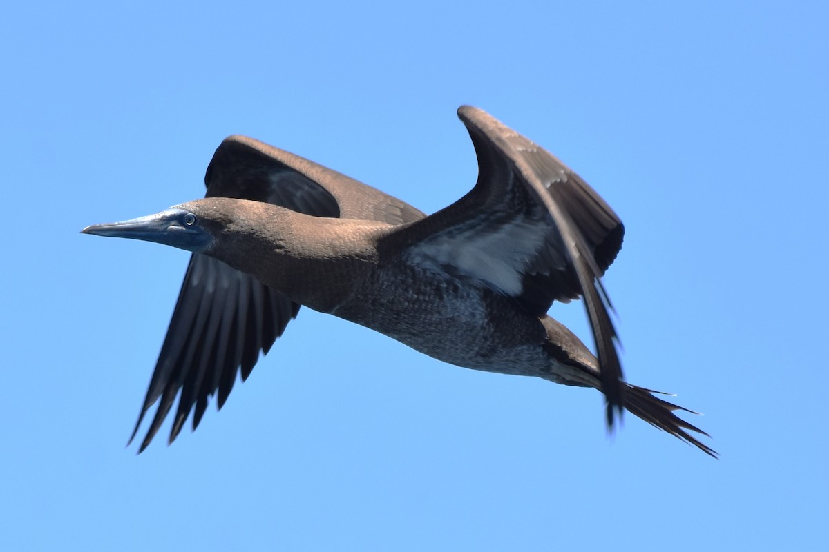 Brown Booby - Davis Provan