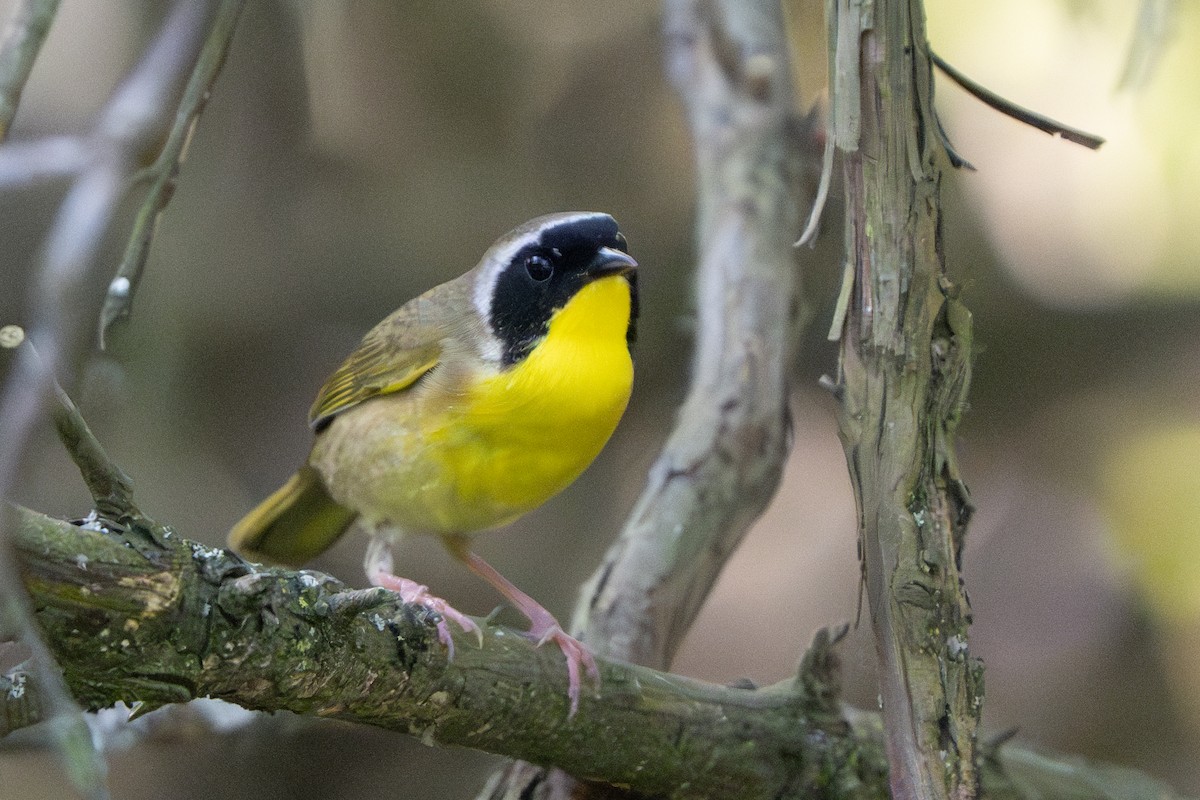 Common Yellowthroat - Nadine Bluemel