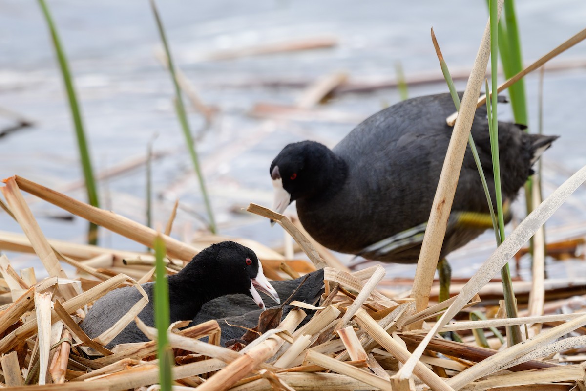 American Coot (Red-shielded) - Khoi Nguyen