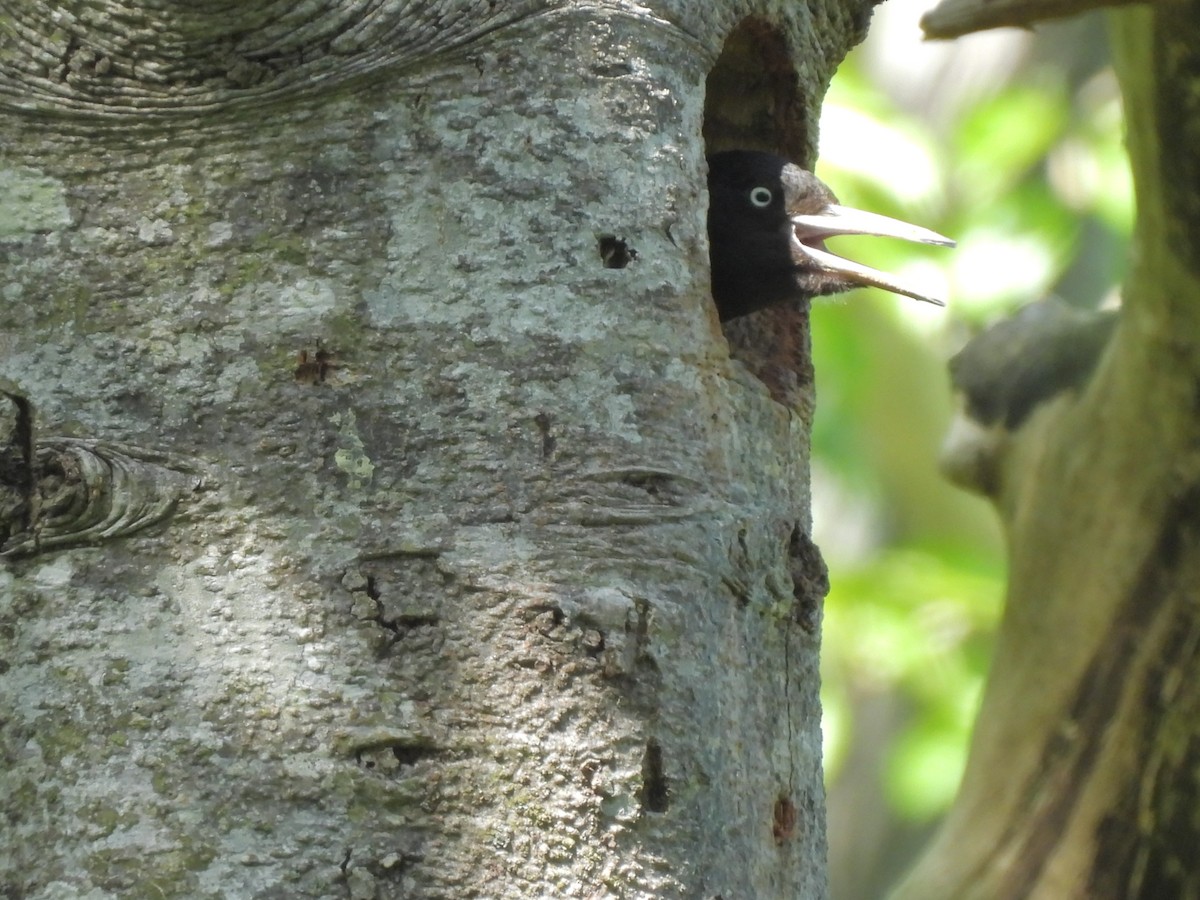 Black Woodpecker - Anonymous