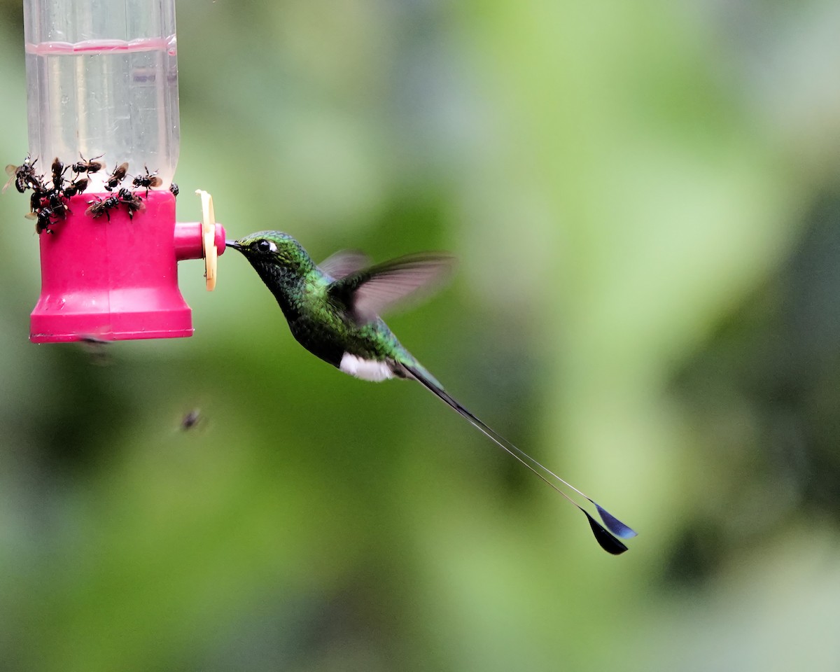 White-booted Racket-tail - Marie Ostrander