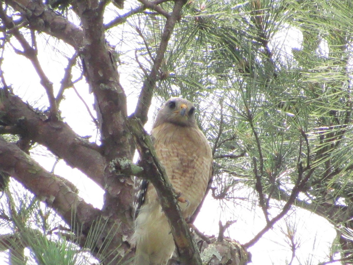 Red-shouldered Hawk - jerry hutchinson