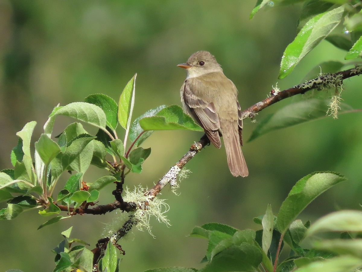 Willow Flycatcher - ML619372493