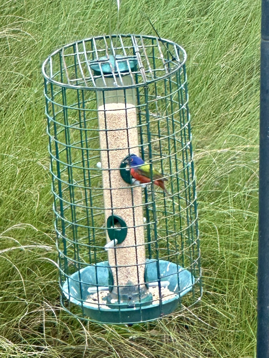Painted Bunting - Cheri Collins