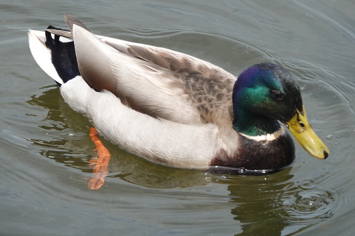 Mallard - ML619372515