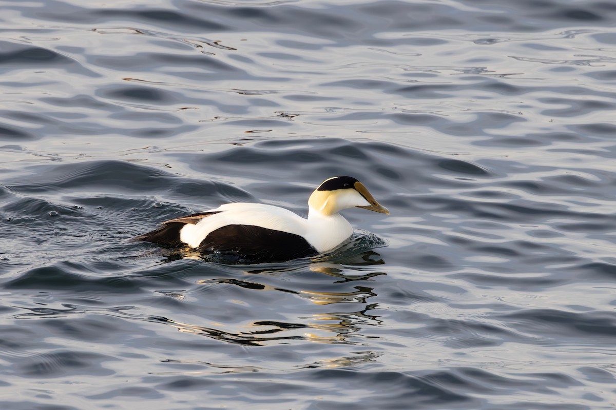 Common Eider - ML619372527