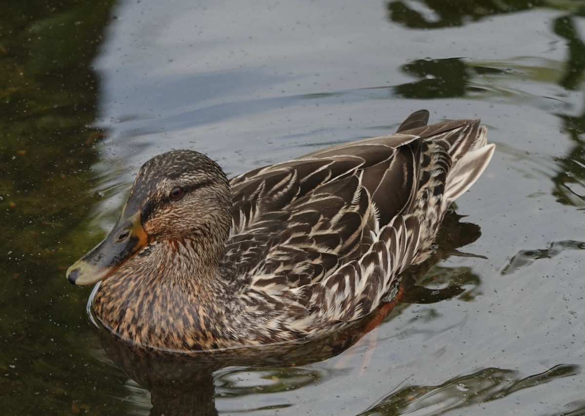 Mallard - B Maguire