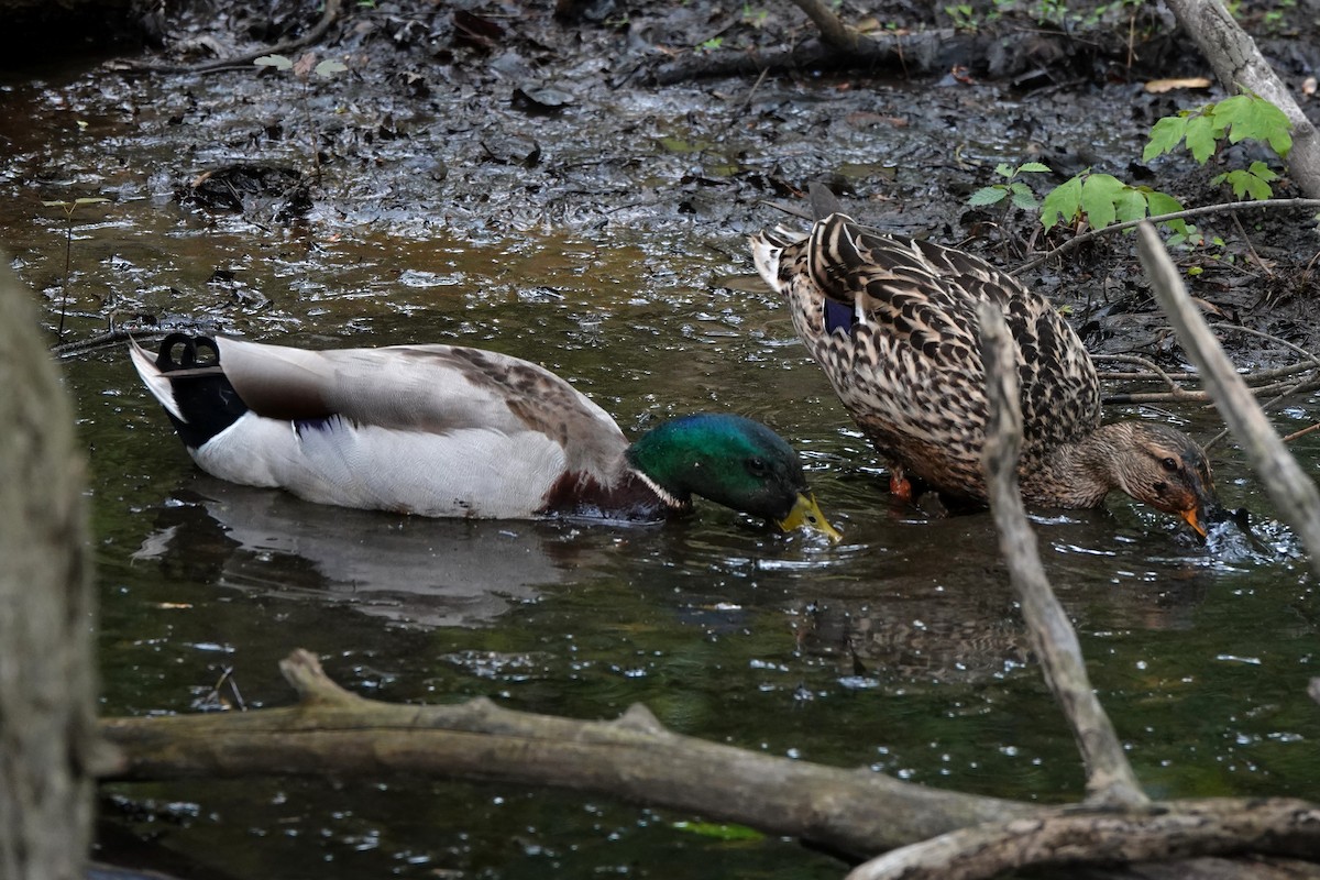 Mallard - B Maguire