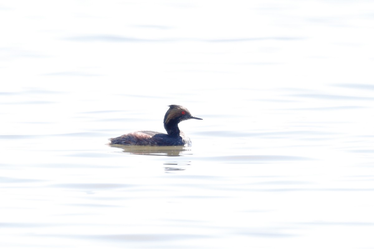 Eared Grebe - Geoff Malosh