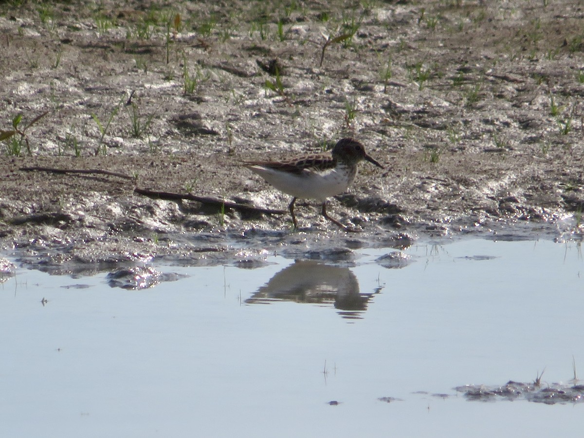 Least Sandpiper - Christine Cote