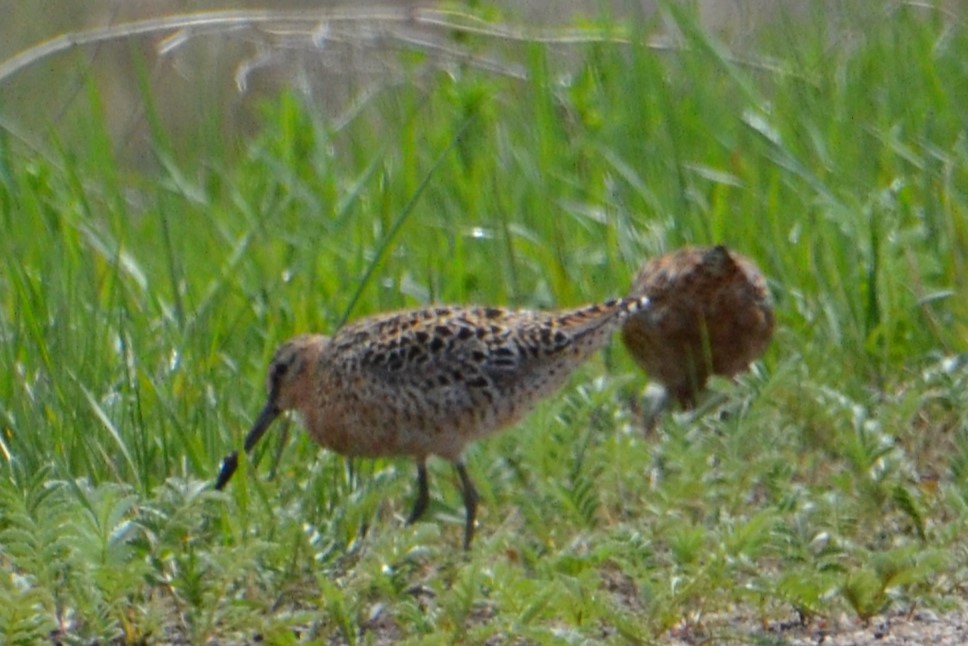 Short-billed Dowitcher - Ted Armstrong