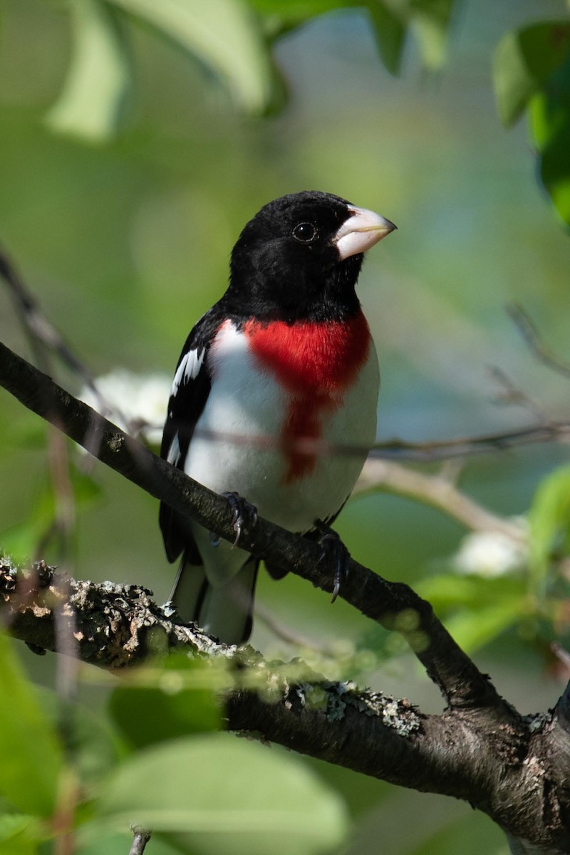 Rose-breasted Grosbeak - ML619372575