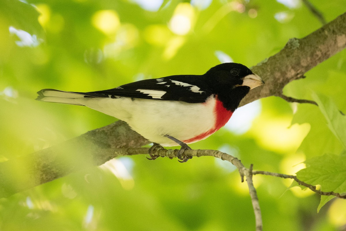 Rose-breasted Grosbeak - ML619372576