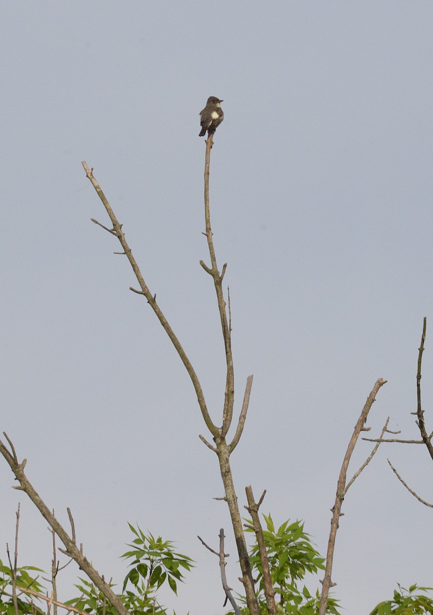 Olive-sided Flycatcher - Vicki Buchwald