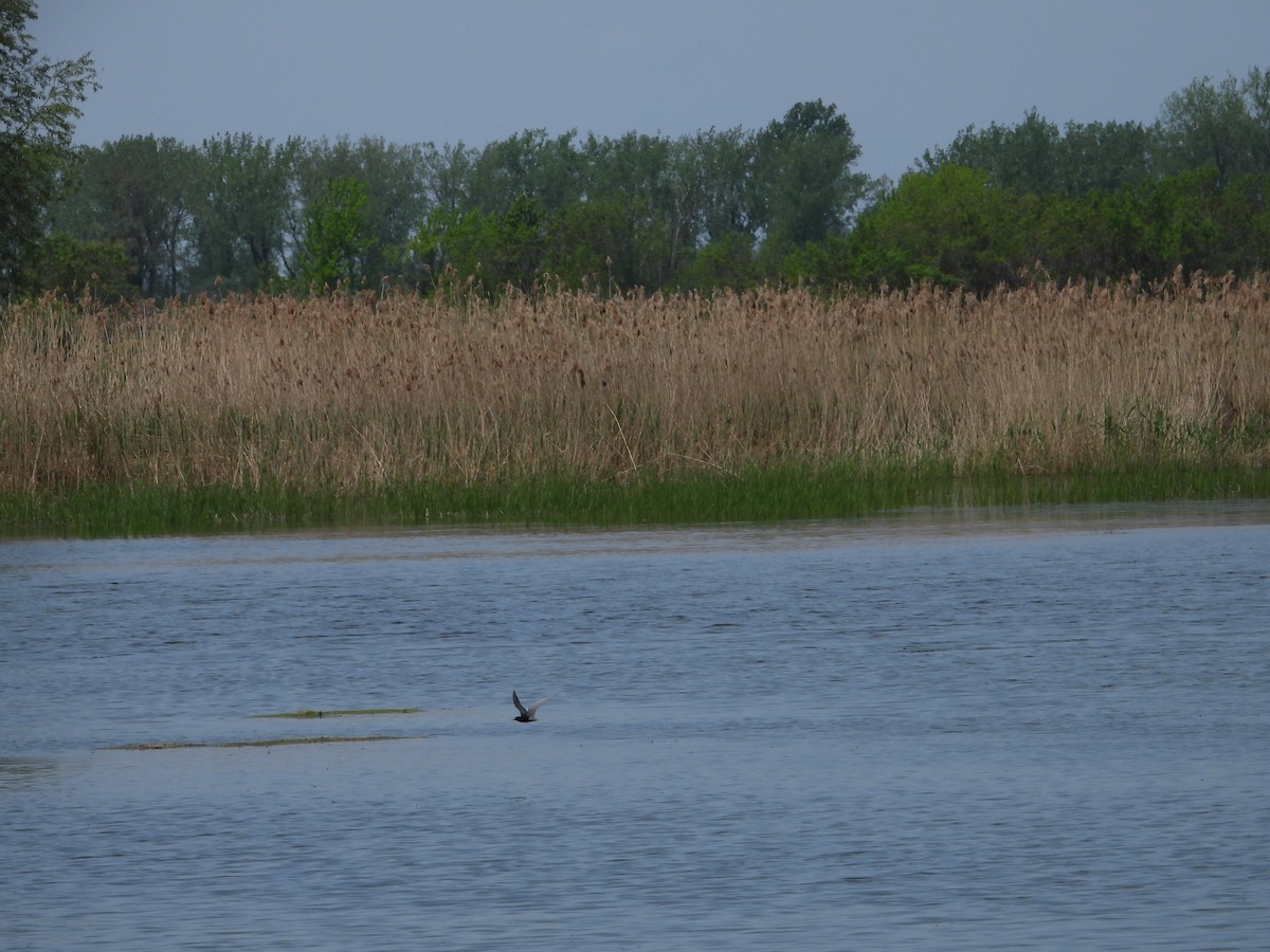 Black Tern - Jean W. Côté