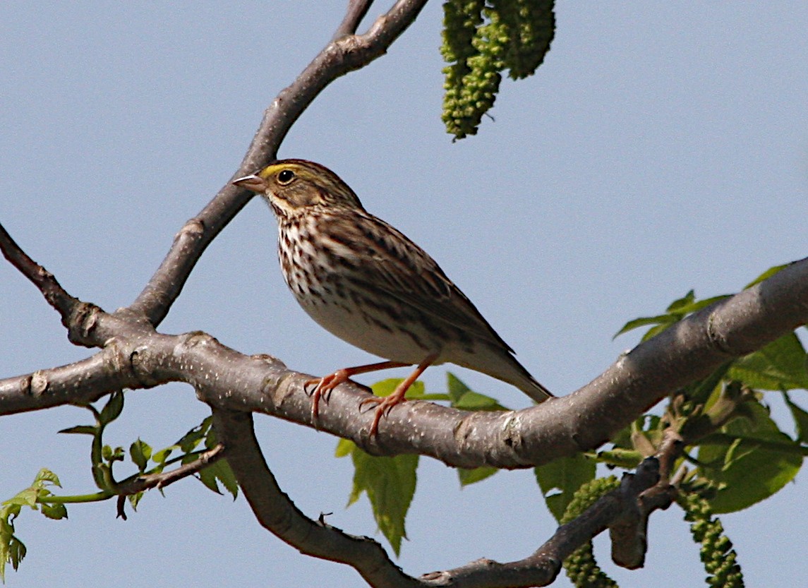 Savannah Sparrow - Joanne Dionne