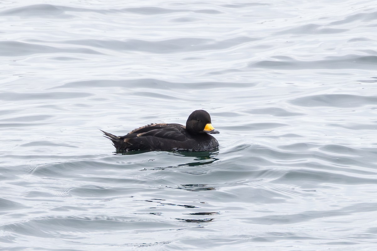 Black Scoter - ML619372601