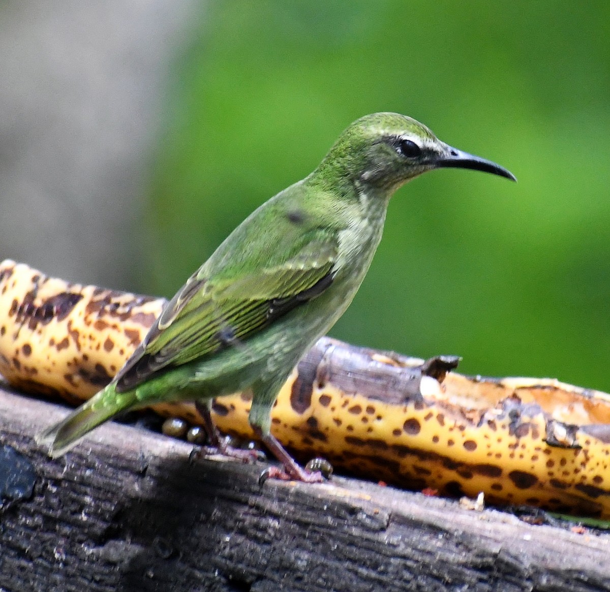 Red-legged Honeycreeper - Edward Clark