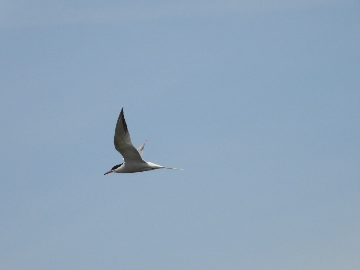 Common Tern - ML619372610