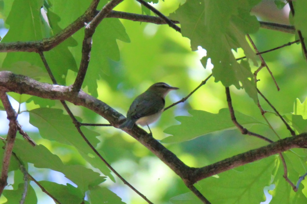 Red-eyed Vireo - ML619372624