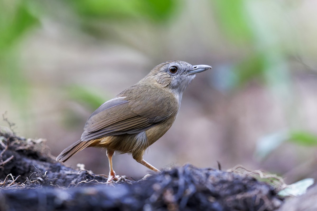 Abbott's Babbler - Se Chea