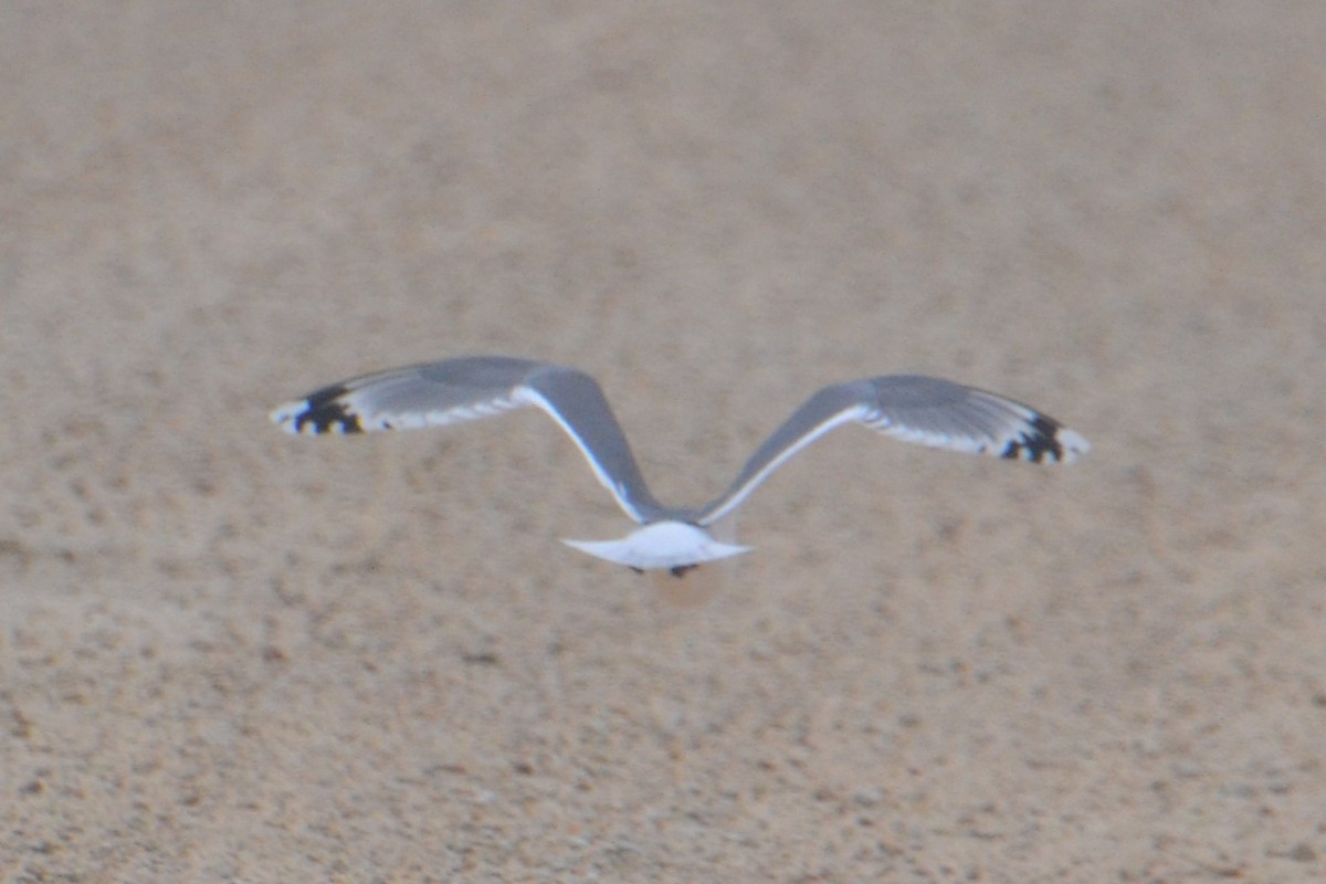 Franklin's Gull - ML619372630