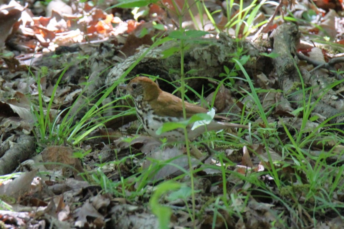 Wood Thrush - ML619372660