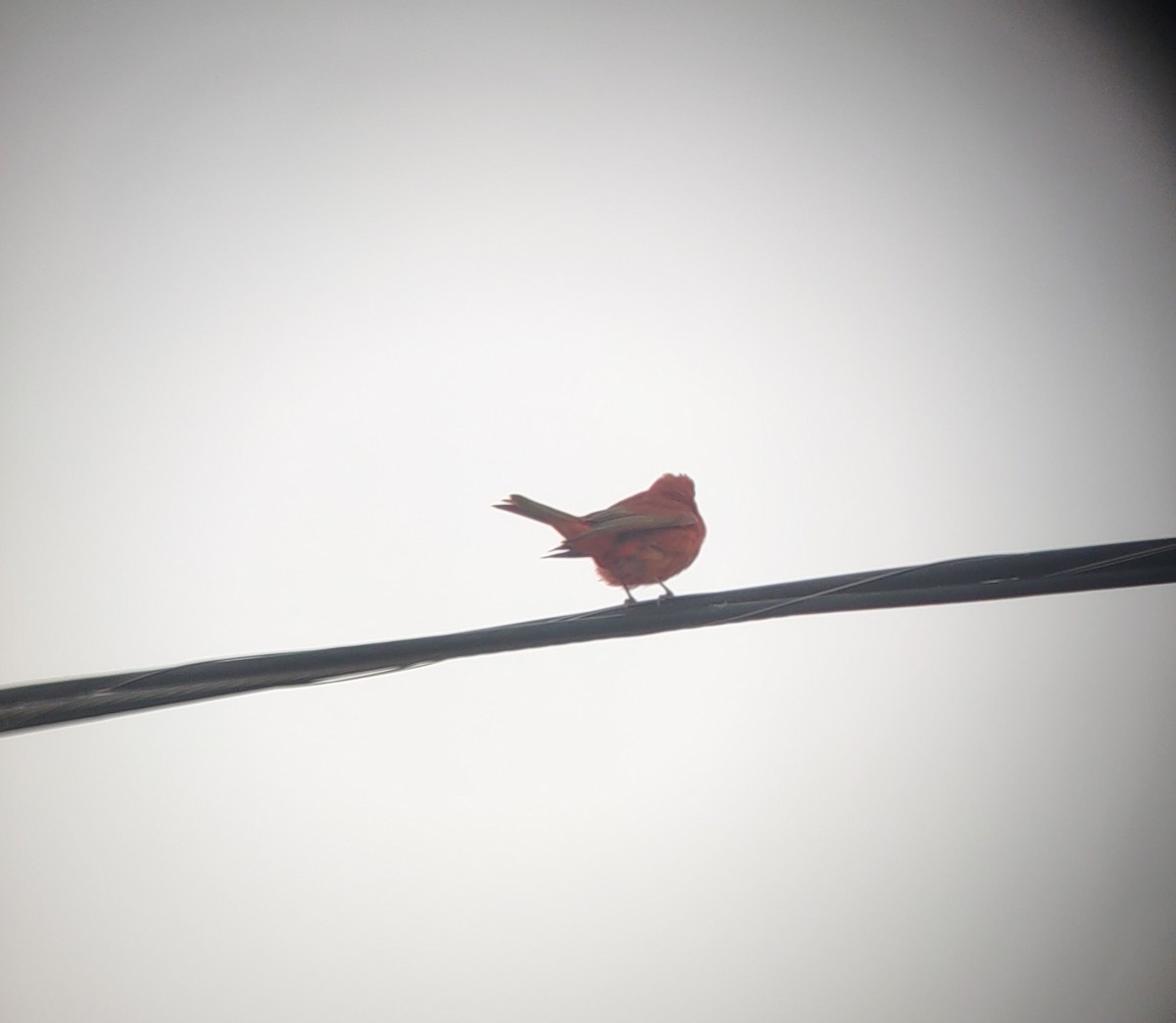 Summer Tanager - Ben Stalheim