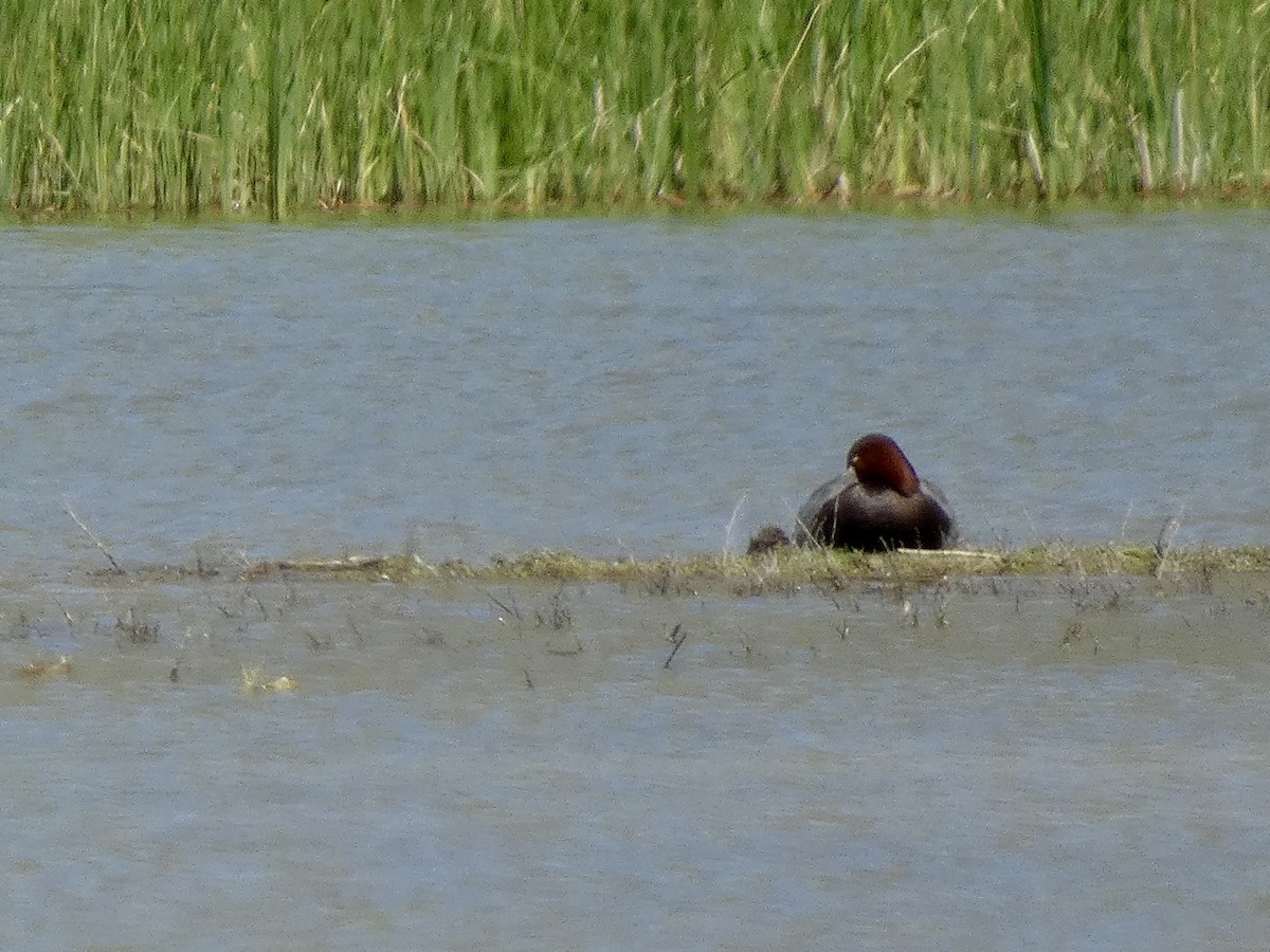 Fuligule à tête rouge - ML619372680