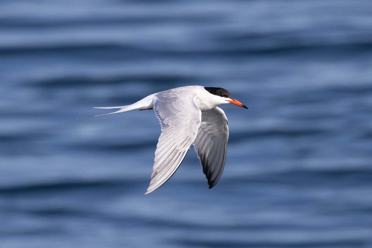 Common Tern - Patrick Robinson