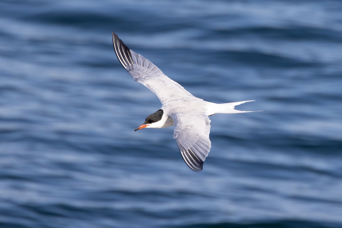 Common Tern - Patrick Robinson