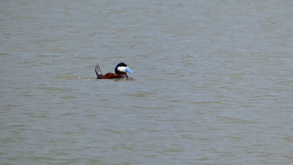 Ruddy Duck - ML619372691