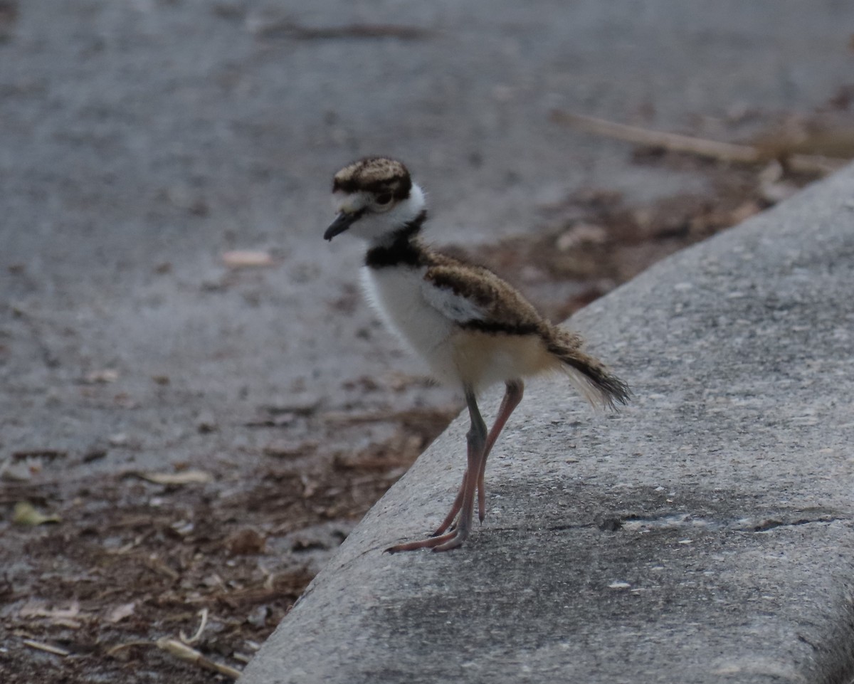 Killdeer - Laurie Witkin