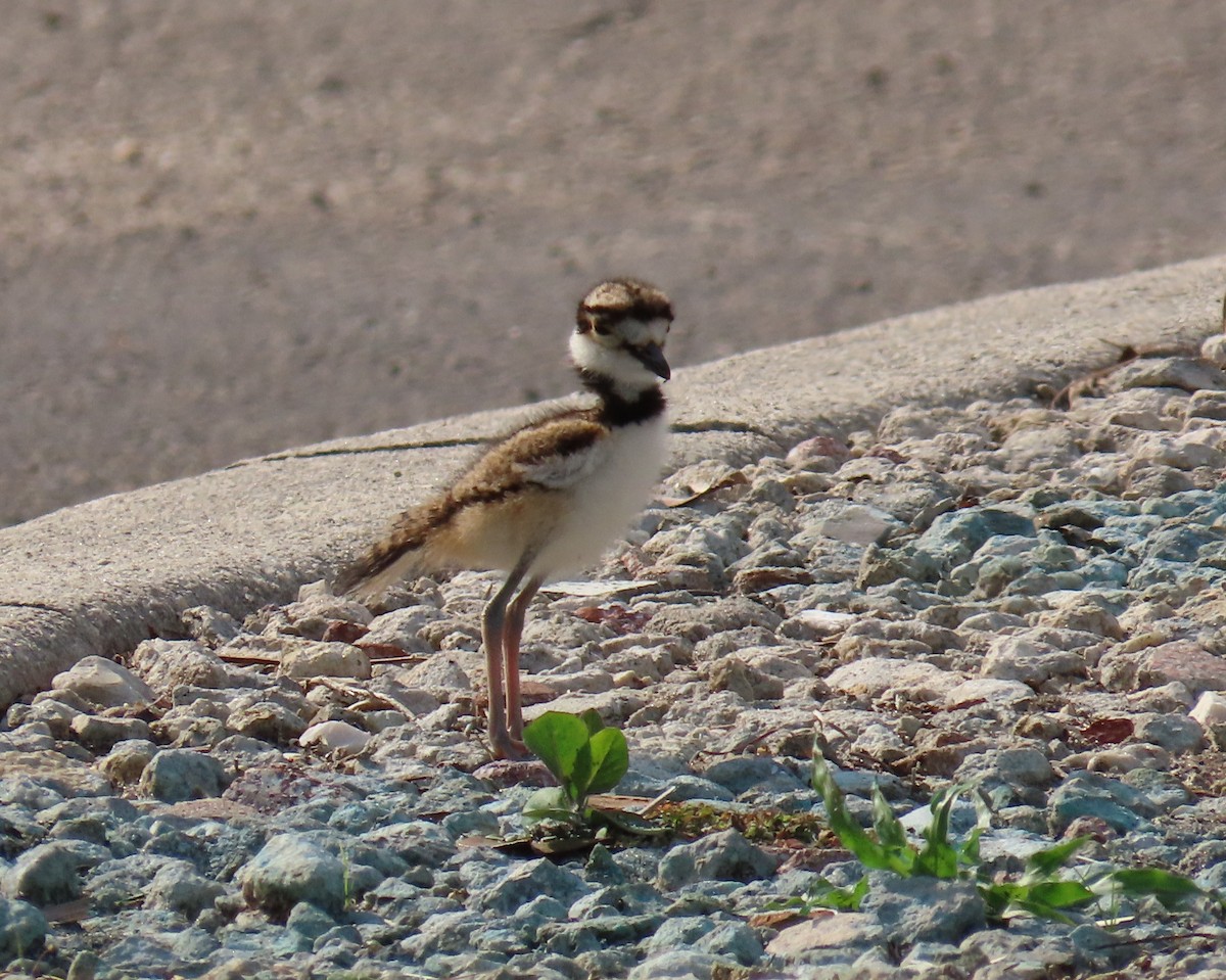 Killdeer - Laurie Witkin