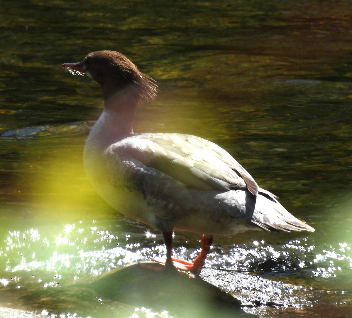 Common Merganser - Debbie Segal