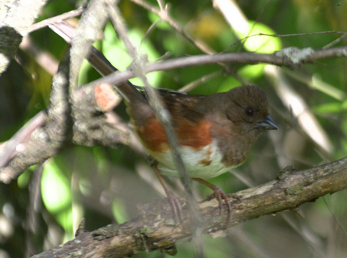 Eastern Towhee - Vicki Buchwald