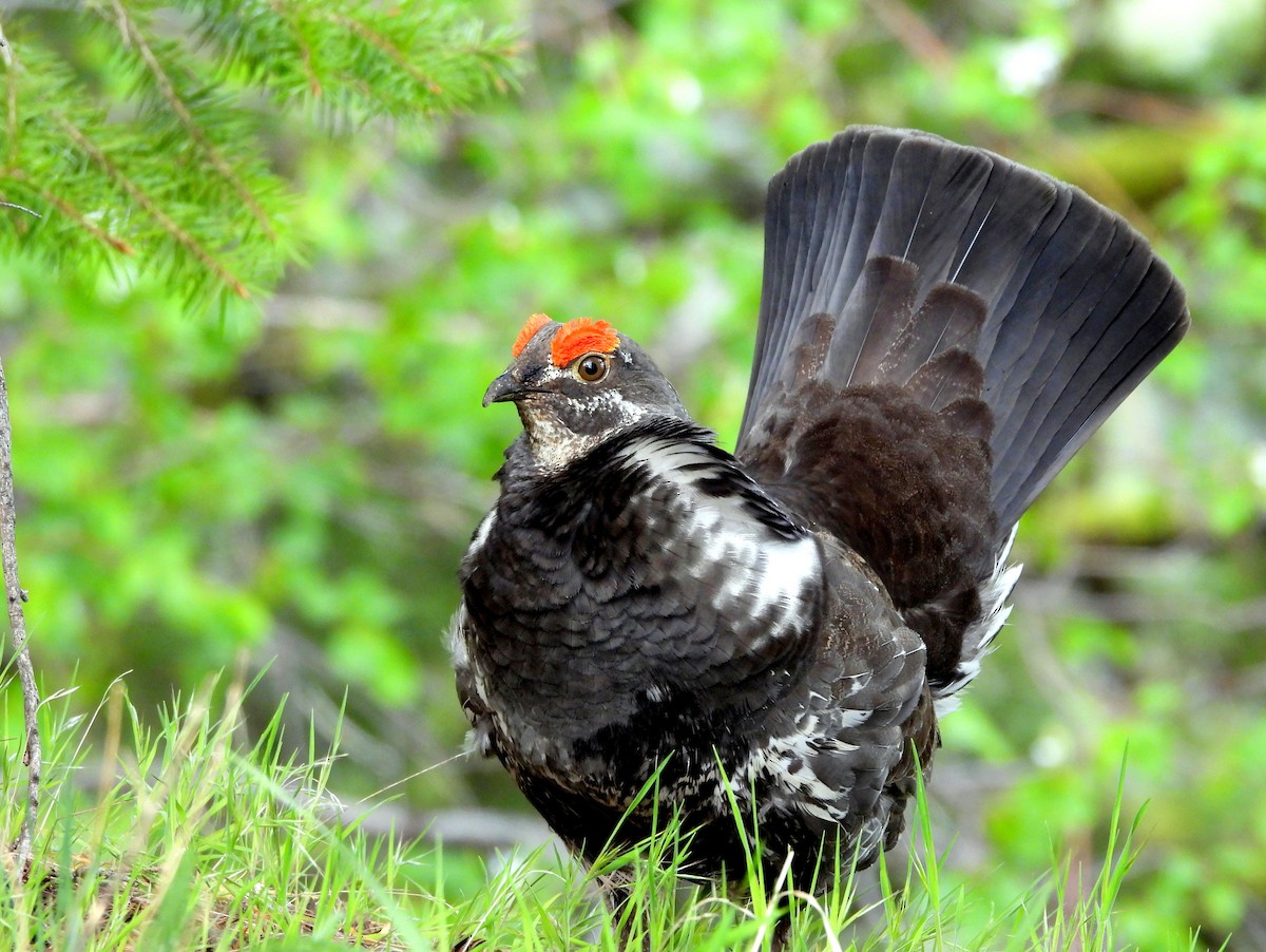 Dusky Grouse - Brad Vissia