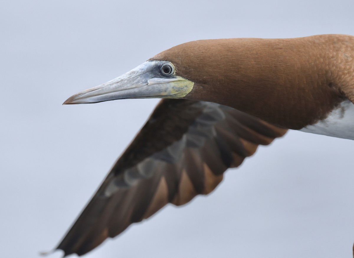 Brown Booby - ML619372757