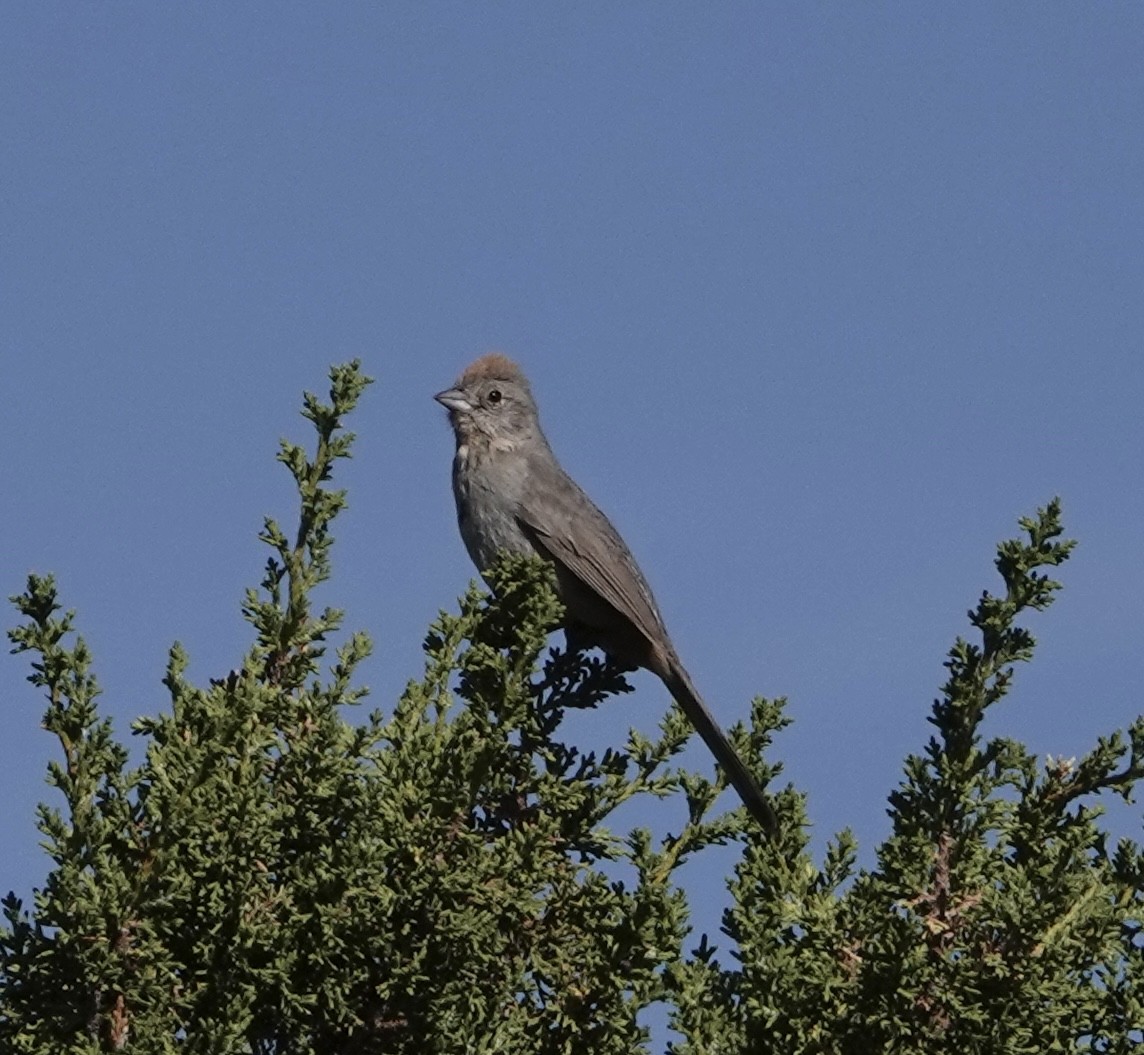 Canyon Towhee - Frances Clapp