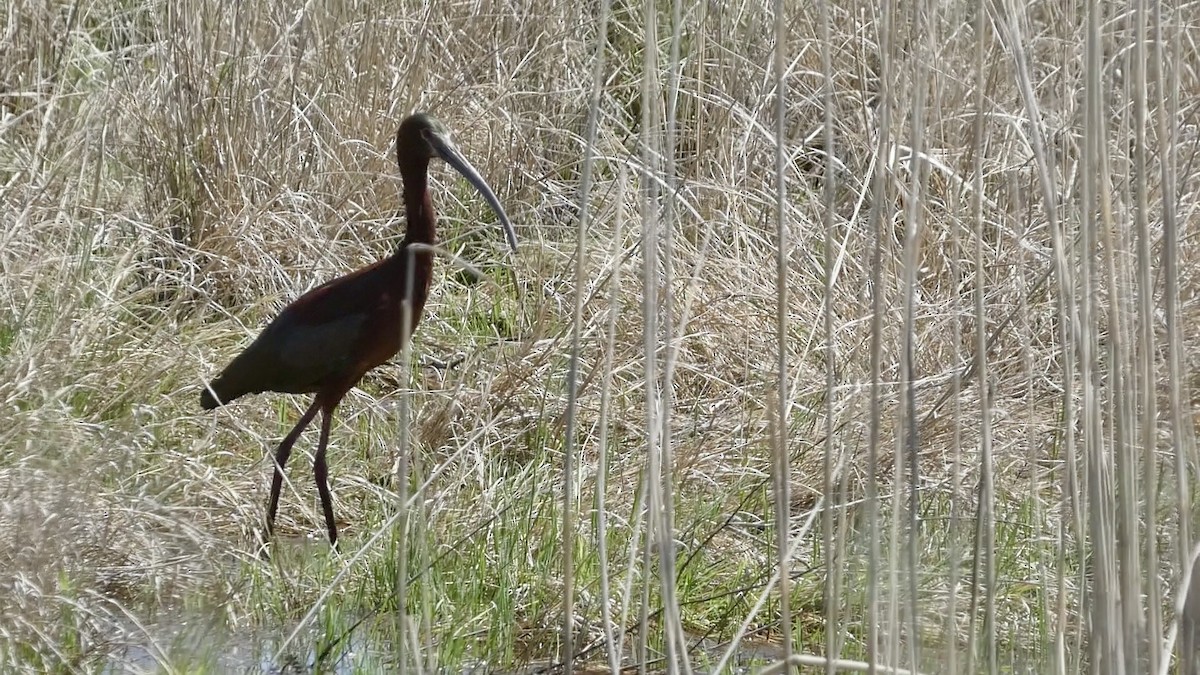 ibis americký - ML619372765