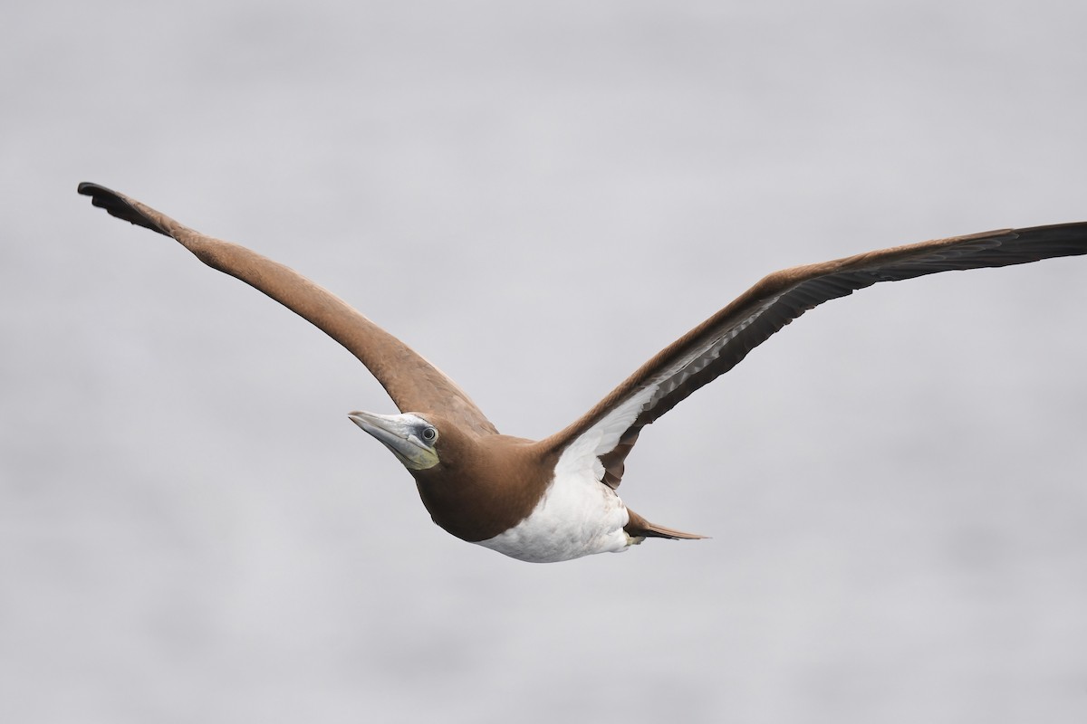 Brown Booby - Barbara Wise