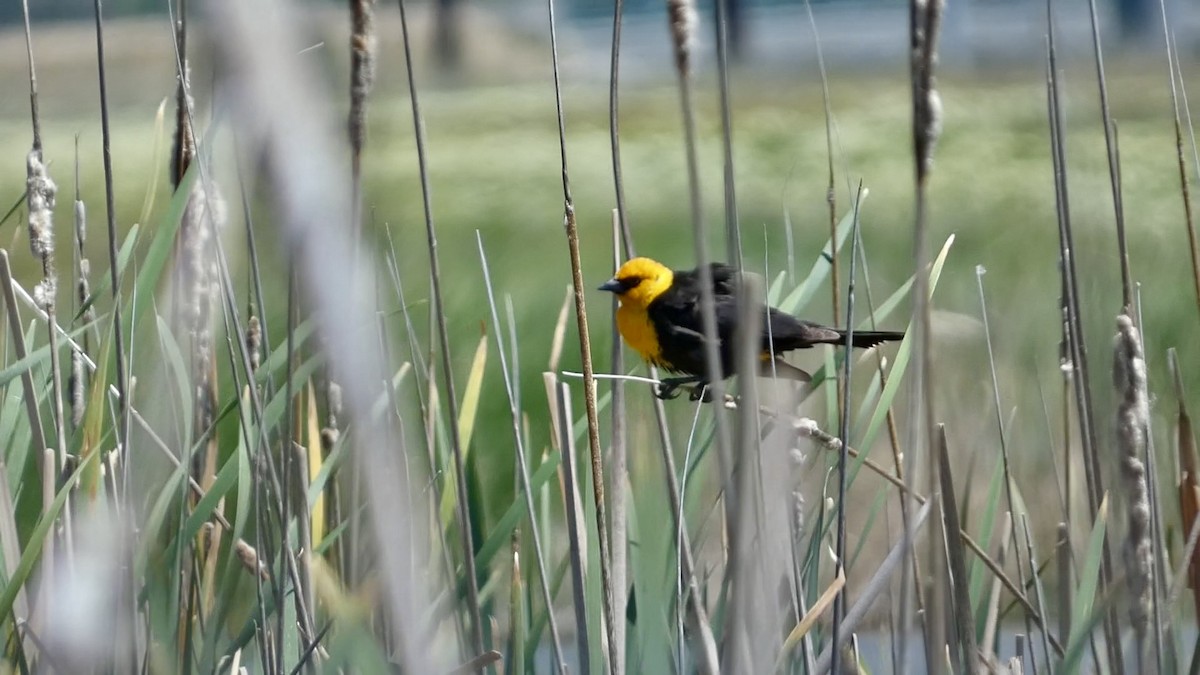 Yellow-headed Blackbird - ML619372777