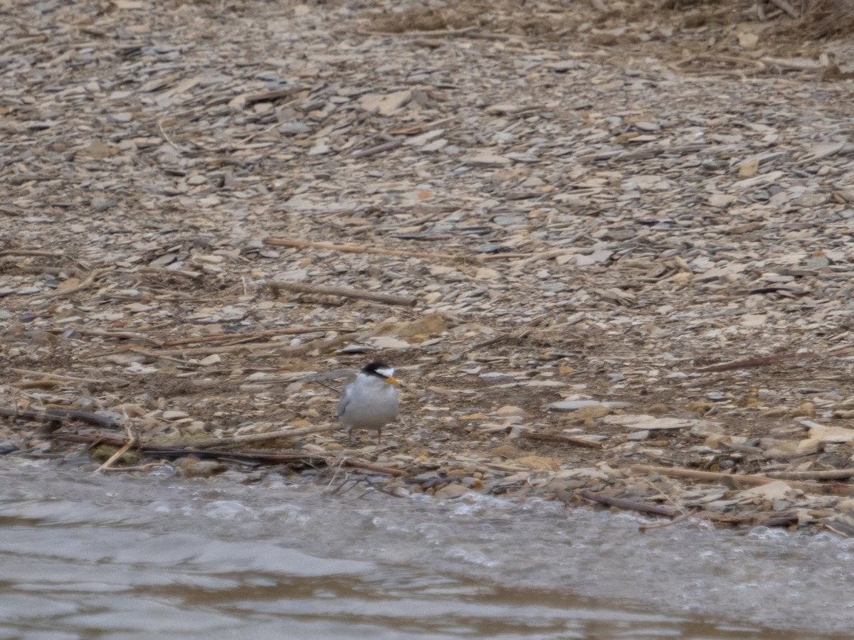 Least Tern - ML619372782