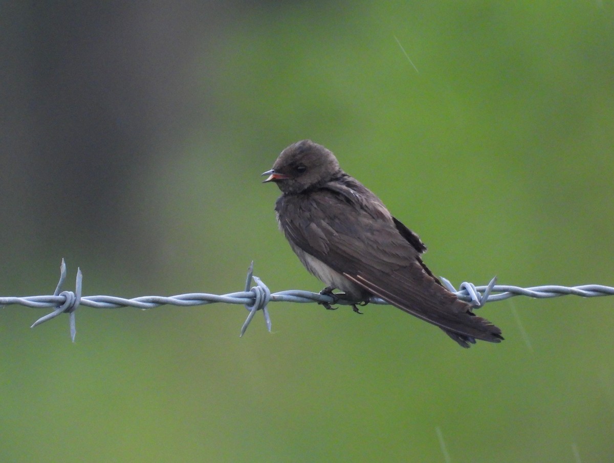 Northern Rough-winged Swallow - Michael W. Sack