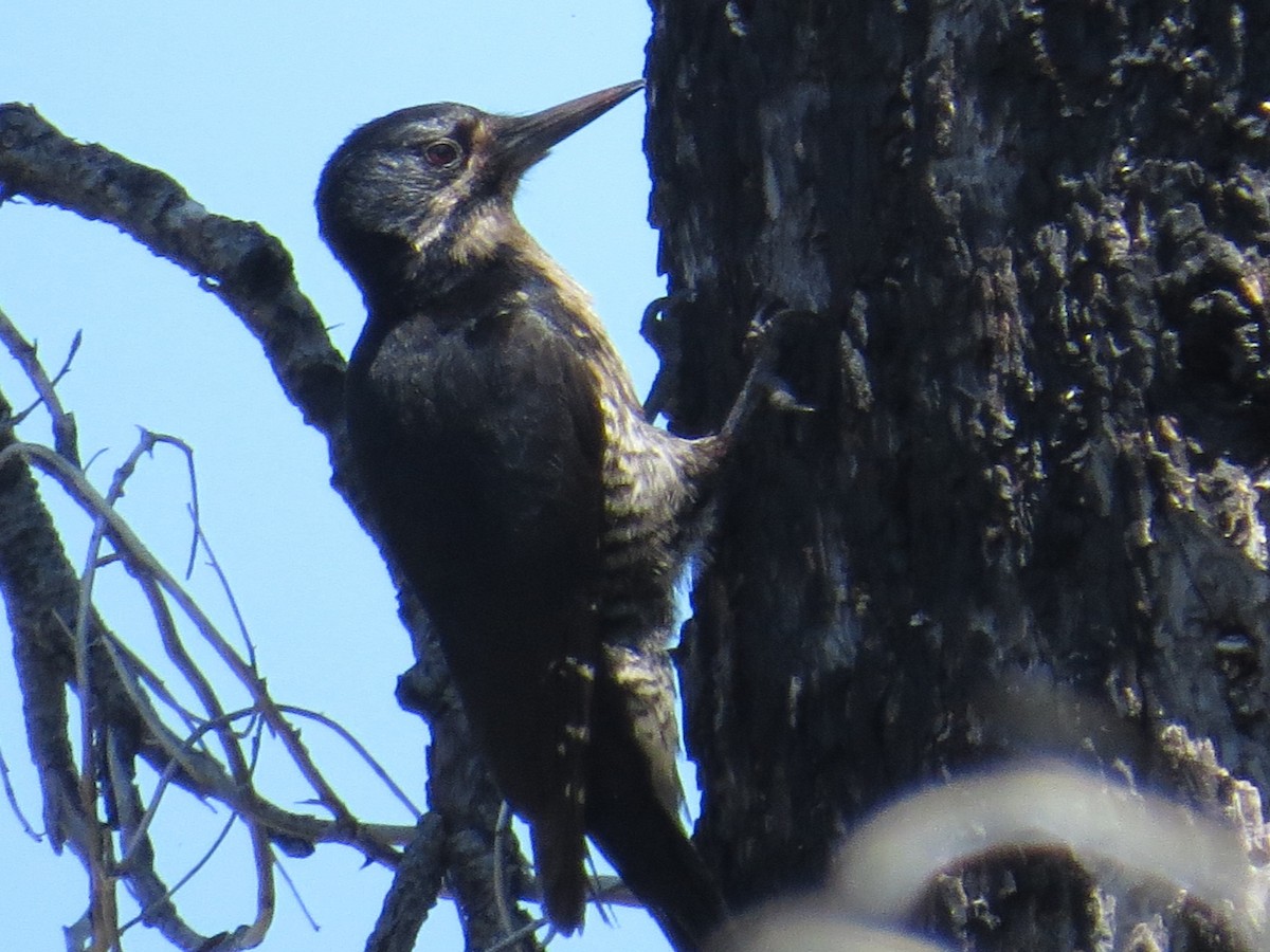 Black-backed Woodpecker - Pam Otley