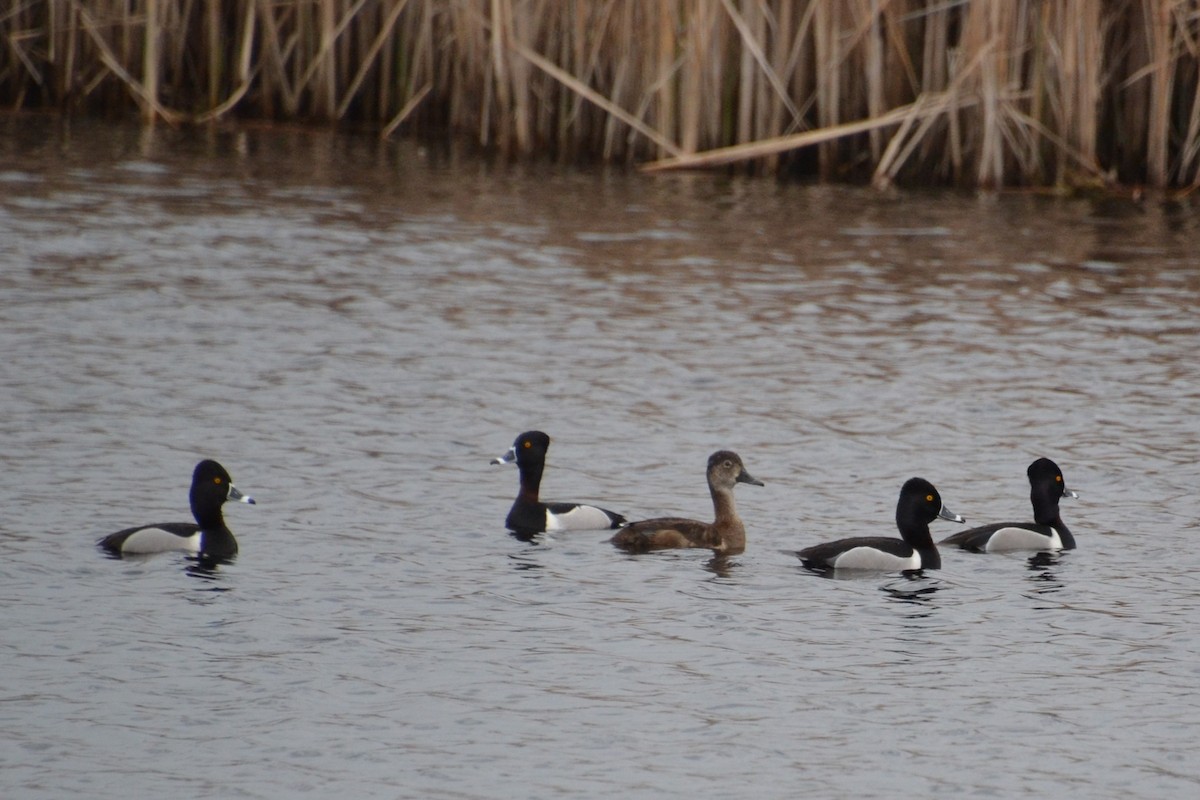 Ring-necked Duck - Ted Armstrong