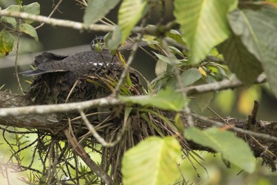 Sunbittern - John Richards