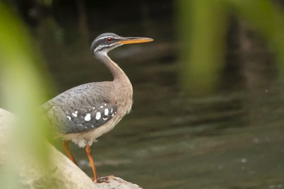 Sunbittern - John Richards