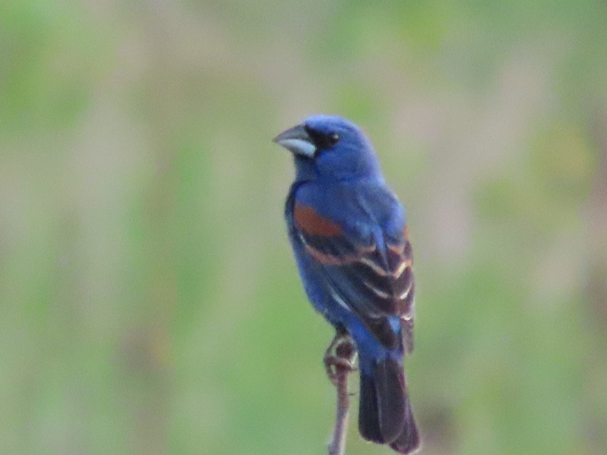 Blue Grosbeak - ML619372823