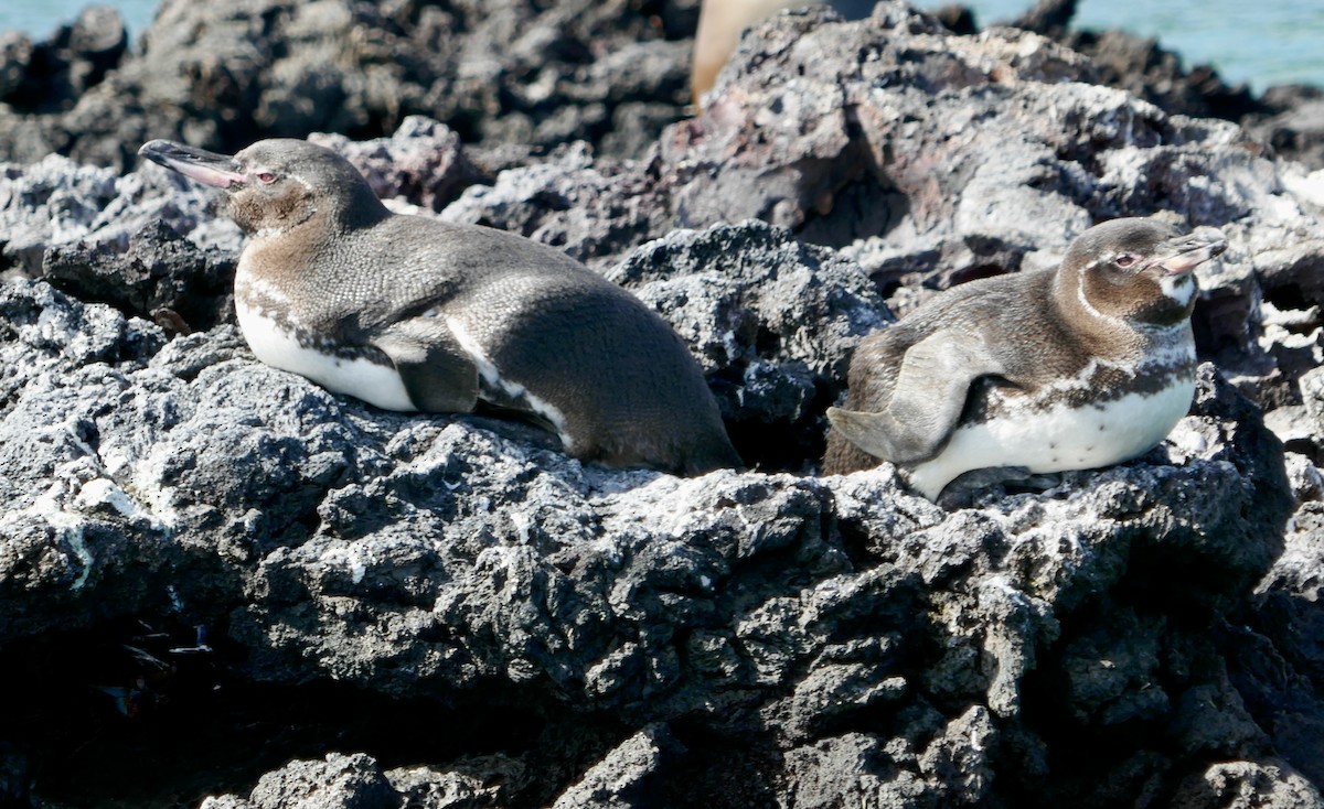 Galapagos Penguin - stanlynn daugherty